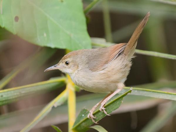 <h3><a href="/trips/gambia/biota/animalia/chordata/aves/040 passeriformes/088 cisticolidae/cisticola cantans/cisticola cantans-nl.html">Cisticola&nbsp;cantans</a> / Singing&nbsp;cisticola / Witbrauwgraszanger</h3>OM-1 Mark II met OLYMPUS M.150-400mm F4.5 TC, 1/2000 sec  bij F5.6, ISO 10000, afstand 5.76&nbsp;m